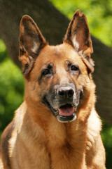 In die Kamera lachender freundlicher Deutscher Sch&auml;ferhund