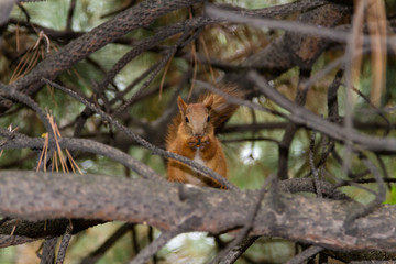 Naklejka na ściany i meble squirrel with a nut on a branch