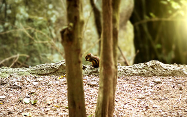 Little squirrel