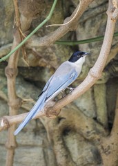 Azure-Winged Magpie (Cyanopica cyanus)