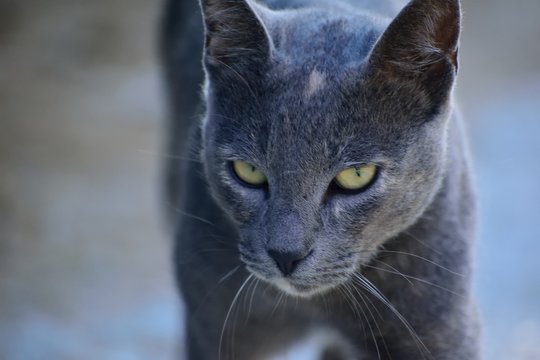 Close up image of a cat.