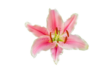 Naklejka na ściany i meble isolated pink Lily flower on white background