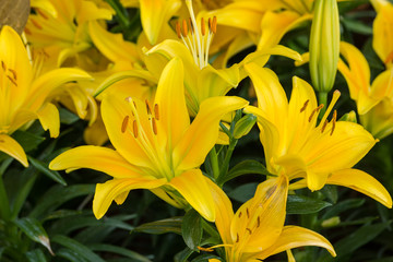 Naklejka na ściany i meble Nature yellow Lily flowers in the garden