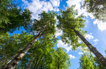 Crowns of tall birch trees above his head in the forest against a blue sky. Wild nature of the forests. Deciduous forest in summertime