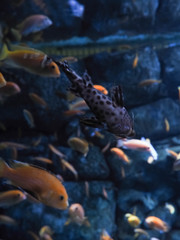 underwater coral reef landscape background in the deep blue ocean with colorful fish and marine life, blurred background