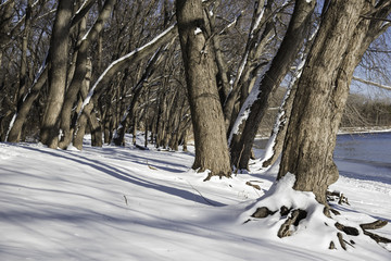 Trees on Mississippi River in Winter 