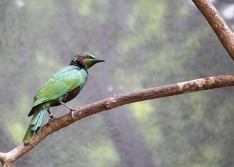 Emerald Starling (Lamprotornis iris)