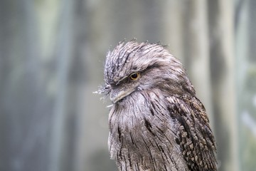 Tawny Frogmouth (Podargus strigoides)