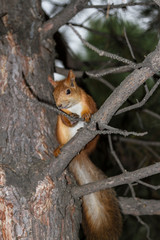 squirrel on a pine tree