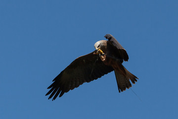 Predator (Milvus migrans)