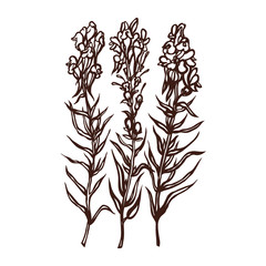 Antirrhinum. Snapdragon. Wildflowers. Healing herb. Vector illustration.