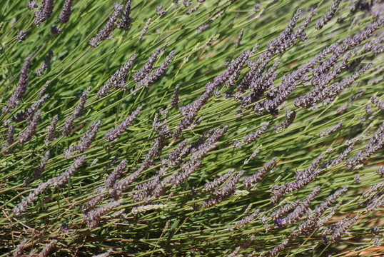 provence