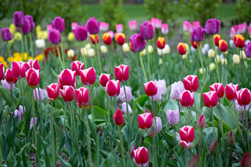 A bed of brightly coloured tulips in an english country garden