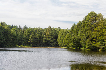 a forest lake surrounded by trees