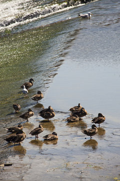 Italia,Toscana,Firenze, fiume Arno, germani sulla pescaia.
