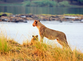 Alert Lioness looking across the Zambezi River in Zimbabwe