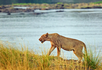 Lioness walking along the bank of the zambezi river, Zimbabwe