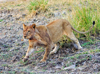Lioness just about to pounce with some motion blur on front paw, Zambezi national park, Zimbabwe