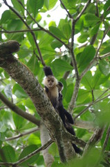 Singe capucin sur une branche