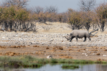 Fototapeta premium Rhinoceros