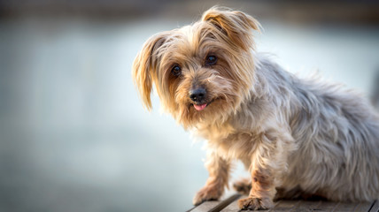 lovely and funny dog with curiosity expression. Copy space, Isolated blurred background. Doggy hairy ears, nose and snout, Yorkshire Terrier brown. Hey what's up, curiosity expression
