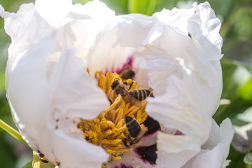 Bees collect pollen from Paeonia suffruticosa, tree peony or paeony flower. There are many bees inside the flower.