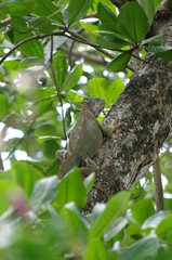Iguane sur un arbre