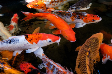 Fancy carp or koi fish, japanese symbolic fish, swimming in water in dark / black color background. Fish in white, red, orange, yellow, gold color. Closeup view with selective focus