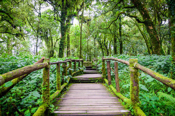 Walkway with wooden bridge through gree rain forest with beautiful moss around handrail for success way concept