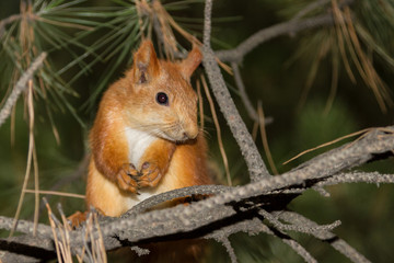 Naklejka na ściany i meble cute squirrel on a branch