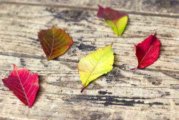 colorful leaves on wooden background in autumn