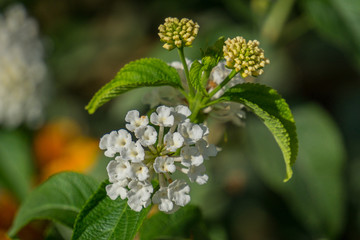 Flor blanca y amarilla