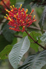 Fleur rouge du Costa Rica