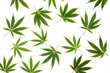 Naklejka na ściany i meble Marijuana leafs on white background isolated