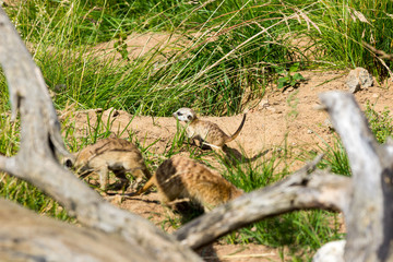 A family of meerkats got out of the hole early in the morning
