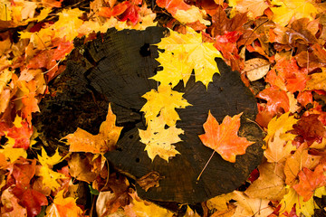 Colorful Fall Leaves