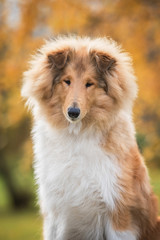 Portrait of rough collie dog in autumn