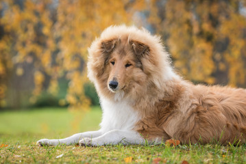 Rough collie dog lying on the lawn in autumn