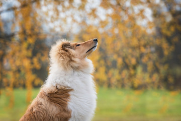 Portrait of rough collie dog in autumn