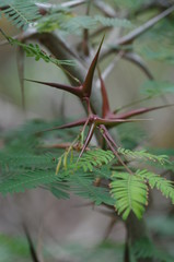 Arbre piquants