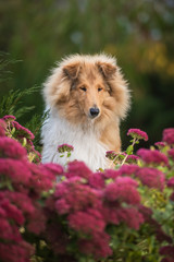 Rough collie dog sitting in flowers