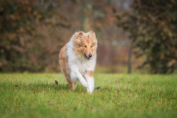 Fototapeta na wymiar Rough collie dog running in autumn