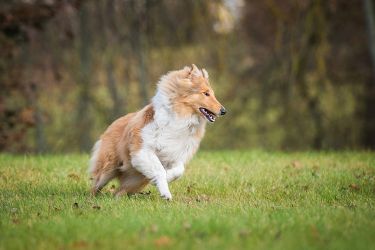 Rough collie dog playing outdoors in autumn