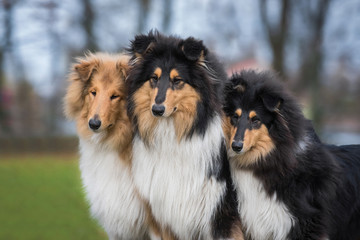 Naklejka na ściany i meble Portrait of three rough collie dogs