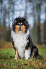 Plakat Rough collie dog sitting on the lawn in autumn