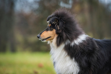 Portrait of rough collie dog