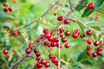 Red Cherries on Branches
