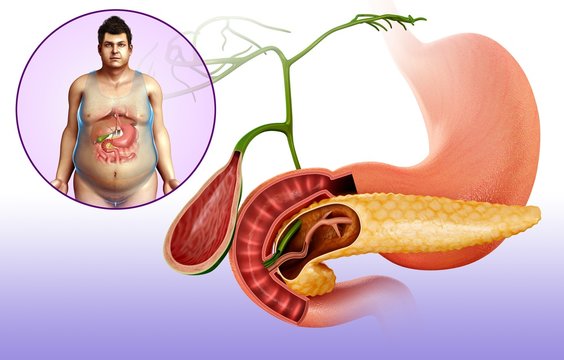 Gallbladder, duodenum and pancreas, illustration