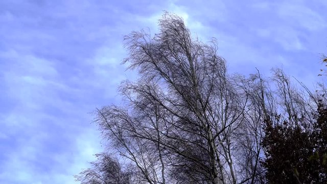 Birch tree swaying in the wind - (4K)