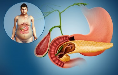 Gallbladder, duodenum and pancreas, illustration
